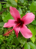 Hibiscus Fiji Island